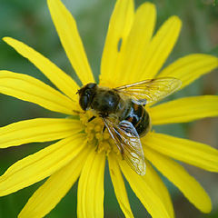 фото "The Flower and the Bee"