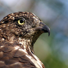 photo "Birds eye"