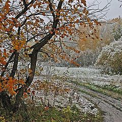 photo "The first snow"