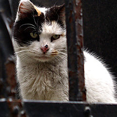 photo "Jailed Cat"