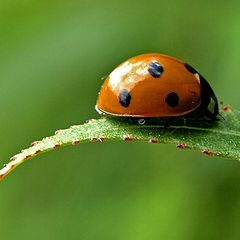 photo "Ladybug"