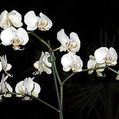 фото "White orchids (phalaenopsis hybrids)"