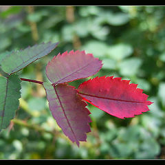 photo "Paints of autumn"