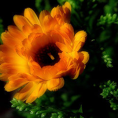 photo "Calendula"