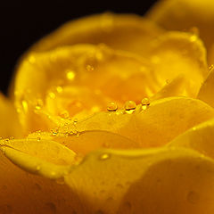 photo "a rose of grief...  or tears of love... #2"