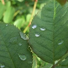 photo "Drops on a leaf"