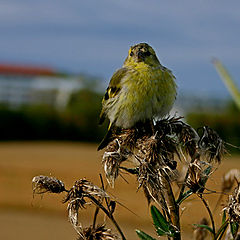 photo "Prepering for the winter"