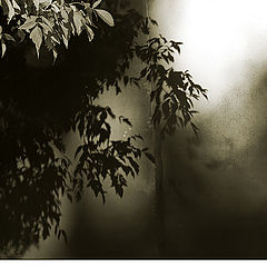 photo "***"