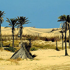 фото "Sand Dunes."