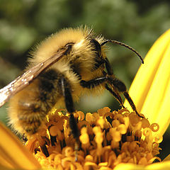 photo "Shaggy bumblebee"