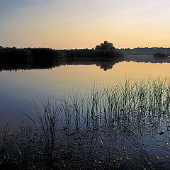 photo "Growth rice at Russia ..."