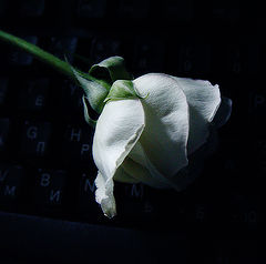 photo "White rose"