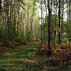 фото "Осенний лес"