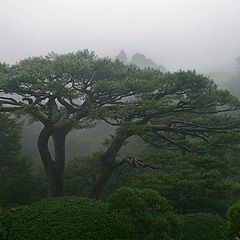 photo "pine tree etude"
