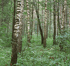 photo "Russian forest"