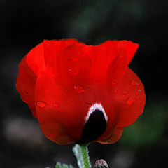 фото "red flower"
