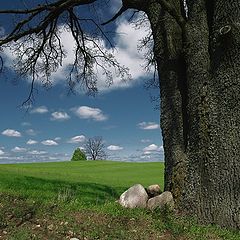 фото "under the old tree"