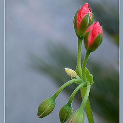 photo "Simply flower"