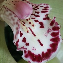 фото "Little flower"