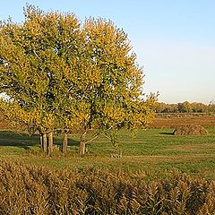 photo "Autumn in fields #2"