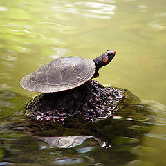 фото "Turtle"