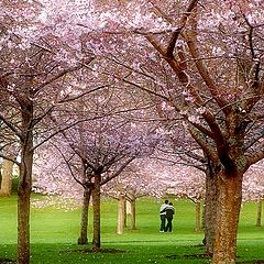 photo "Cherry Blossom"