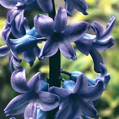 фото "Hyacinth"