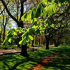 photo "CornWall Park"