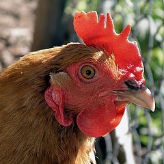 photo "Portrait of the hen"