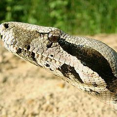 фото "Boa constrictor"