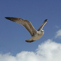 photo "A Majestic SeaGull"