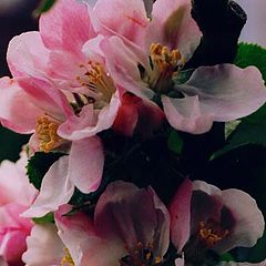 photo "Apple Blossom Time."