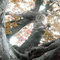 photo "from root before horseback"