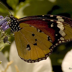 фото "Butterfly 2"