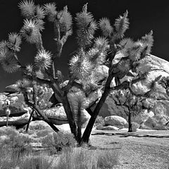 photo "Joshua Tree Nat, Park"