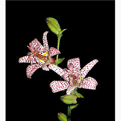 фото "Tricyrtus Hirta (Toad-lily)"