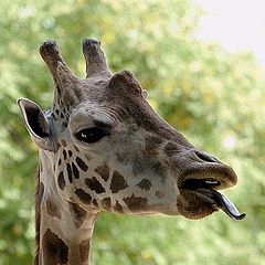 фото "Для Lana Arhi любительницы жирафов..."