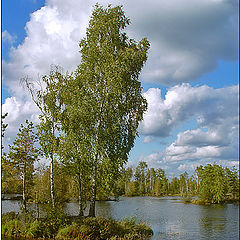 photo "Island postcard with the birch"