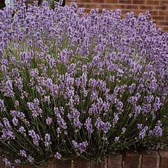 photo "Sweet Lavender"