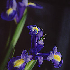 photo "The iris"