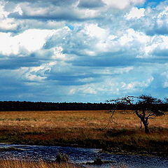 фото "clouds and grass"
