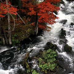 photo "Fall comes to Japan"