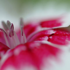 photo "Dianthus"