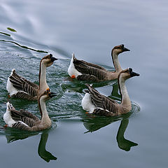 photo "Lake Patrol Squadron"