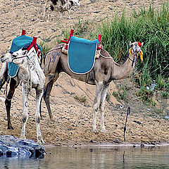 фото "Camel ride anyone?"