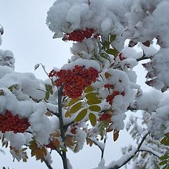 фотоальбом "Лабуда"