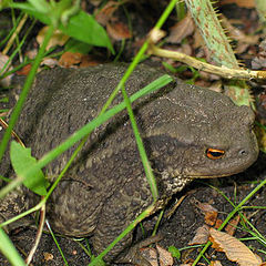 фото "green toad ..."