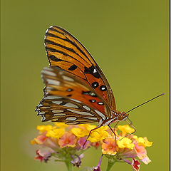 photo "Lantana"