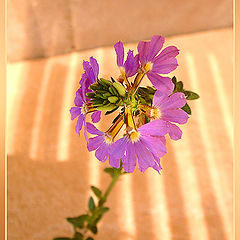 photo "Simply flower"