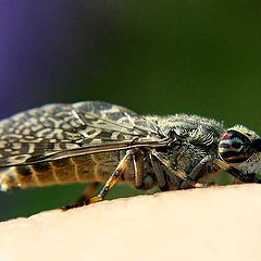 фото "Vampir ( Regenbogenbremse)"